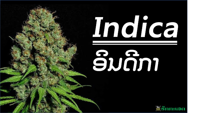 ກັນຊາ​ສາຍ​ພັນ Indica ຕົ້ນຊາ ຫົວນົກເຄົາສາຍພັນດີ ກັນຊາສາຍພັນດີ ຫາຍາກ ຕົ້ນກັນຊາ