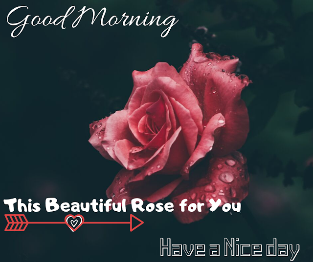 Beautiful Rose Good Morning  Images