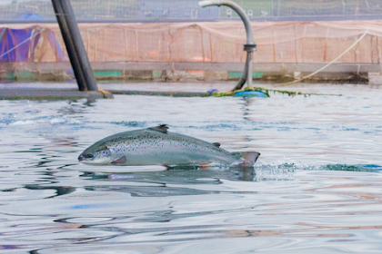 RUAYA IKAN ATAU MIGRASI IKAN