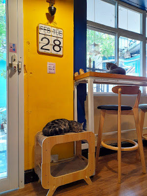 【永和貓咪咖啡廳】囧貓苑子｜烤餅、鹹派、甜點、Wi-Fi　店貓