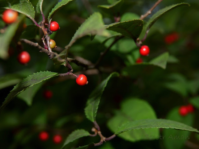 Ilex serrata