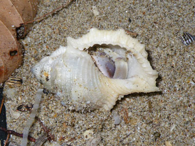 Land Hermit Crab (Coenobita sp.)