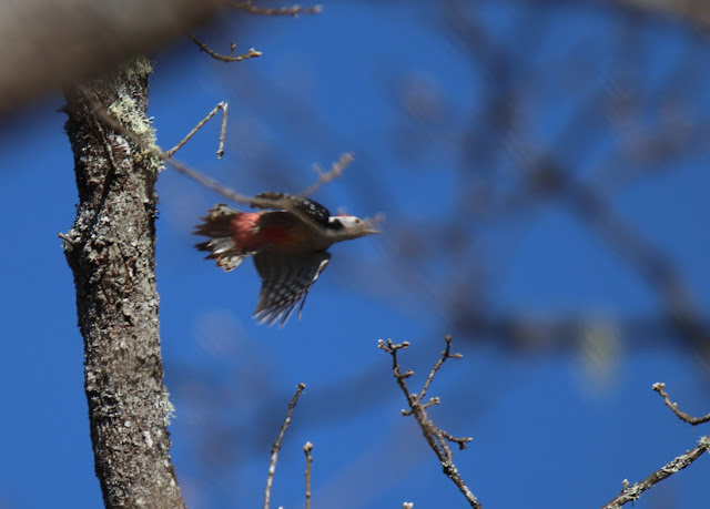 Pico mediano (Dendrocopos medius)