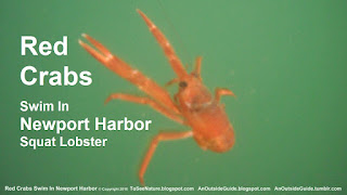 Red Crabs In Newport Beach - Red Crabs Swim In Newport Harbor 