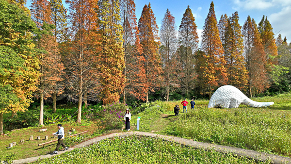 新竹橫山韓屋落羽松田趣基地500公尺落羽松，隱藏穿山甲巨獸