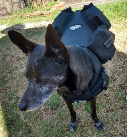 small dog weight vest