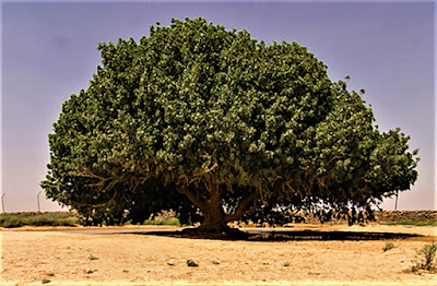 Keajaiban Pohon Sahabi Masih Hidup Usia  Keajaiban Pohon Sahabi Masih Hidup Usia 1450 Tahun
