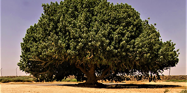 Keajaiban Pohon Sahabi Masih Hidup Usia 1450 Tahun