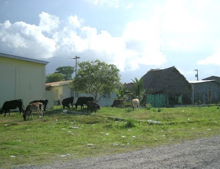 Cows, Sambo Creek, Honduras