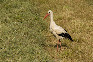 Naturfotografie wildlife Nikon Weißstorch