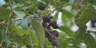 Asal Usul Jengkol Jadi Makanan Rakyat Indonesia