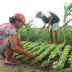 Governo muda regras para empréstimo a agricultores familiares