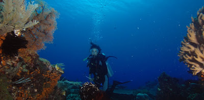 diving in raja ampat, raja ampat papua, scuba diving in raja ampat