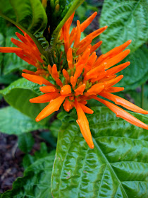 Orange at the Atlanta Botanical Garden