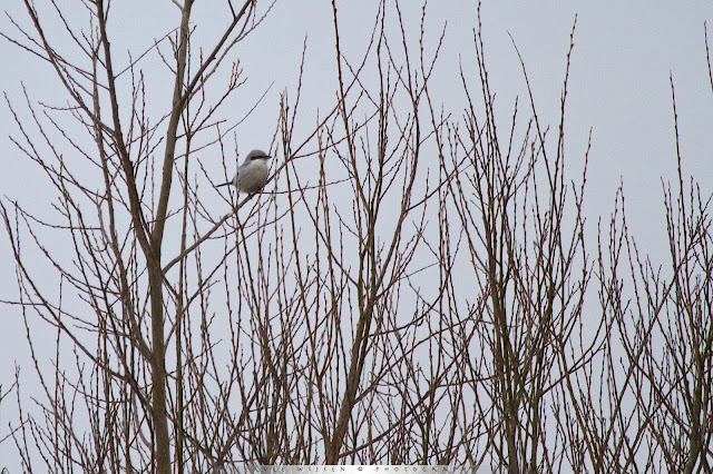 Klapekster - Northern Shrike - Lanius exubitor