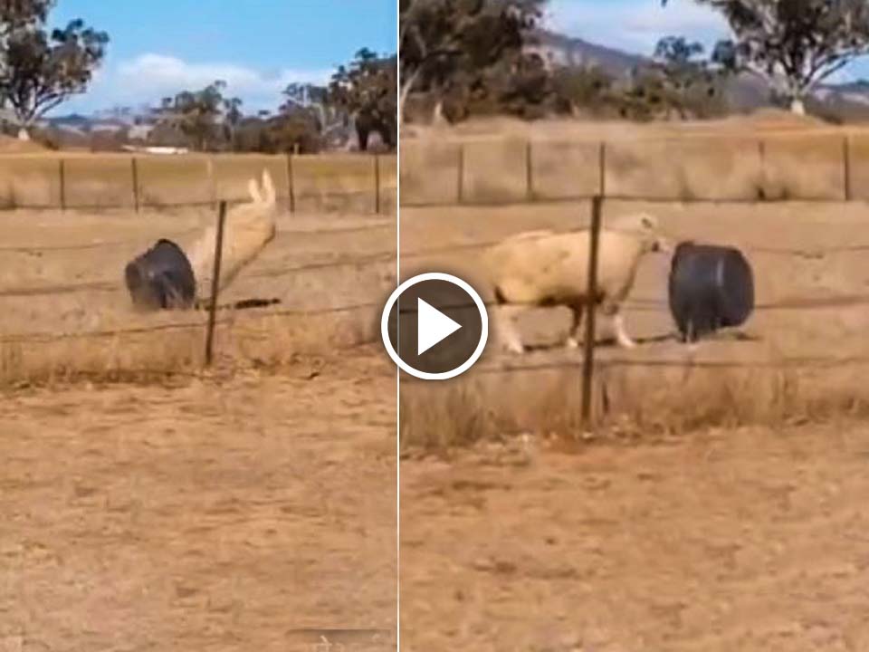 Viral video of sheep playing with a tub