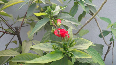 Red Hibiscus - China Rose