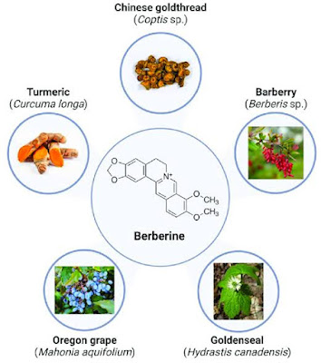 Is it safe to take berberine if you have type 1 diabetes?