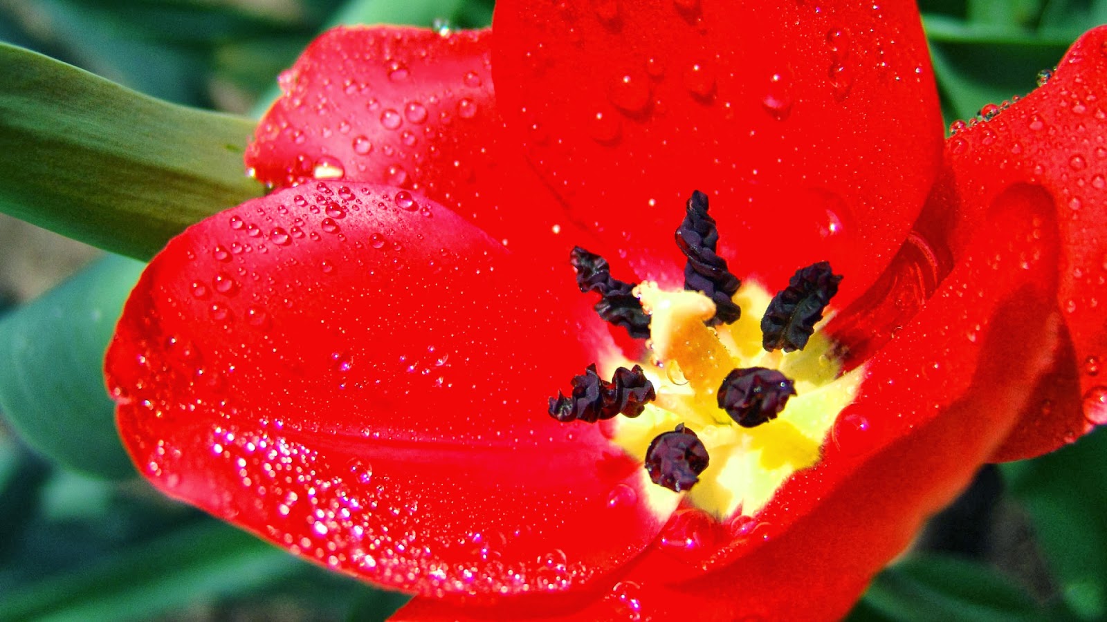 types of red flowers with pictures Red Flowers Names | 1600 x 900