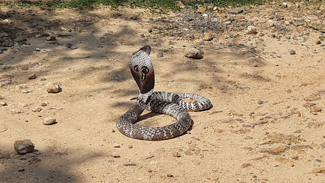 Cobra in Snake Farm : Telijjawila, Weligama