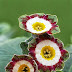 Auricula astolat