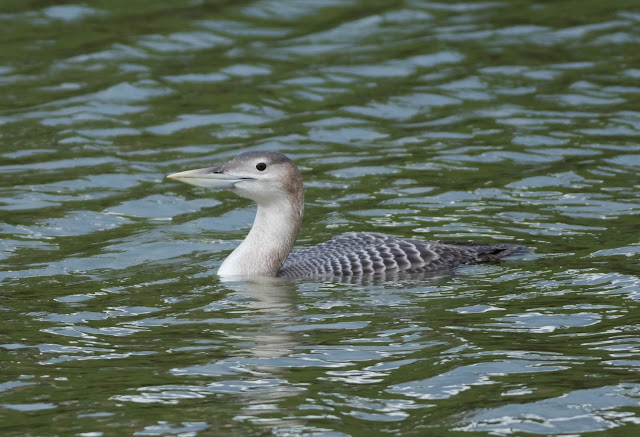 White-billed Diver - Lincolnshire