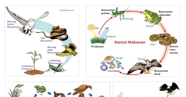 24 Contoh Rantai Makanan dari Berbagai Ekosistem, Gambar 