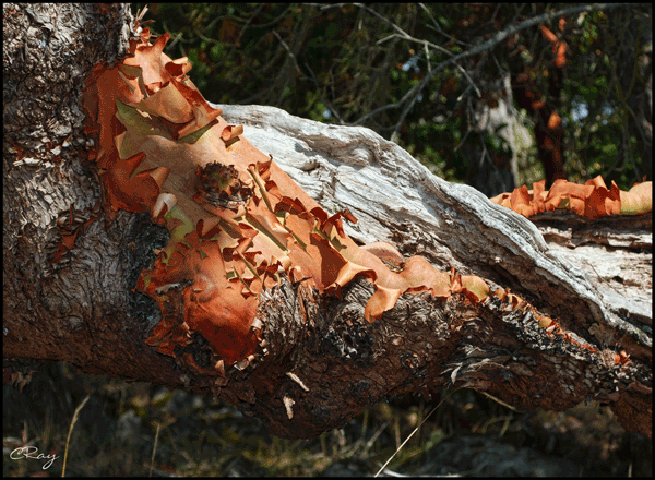 Madrone (Arbutus) tree bark close up in forest