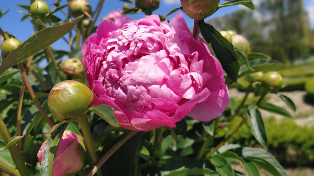 Visite du château et parc de Champs-sur-Marne