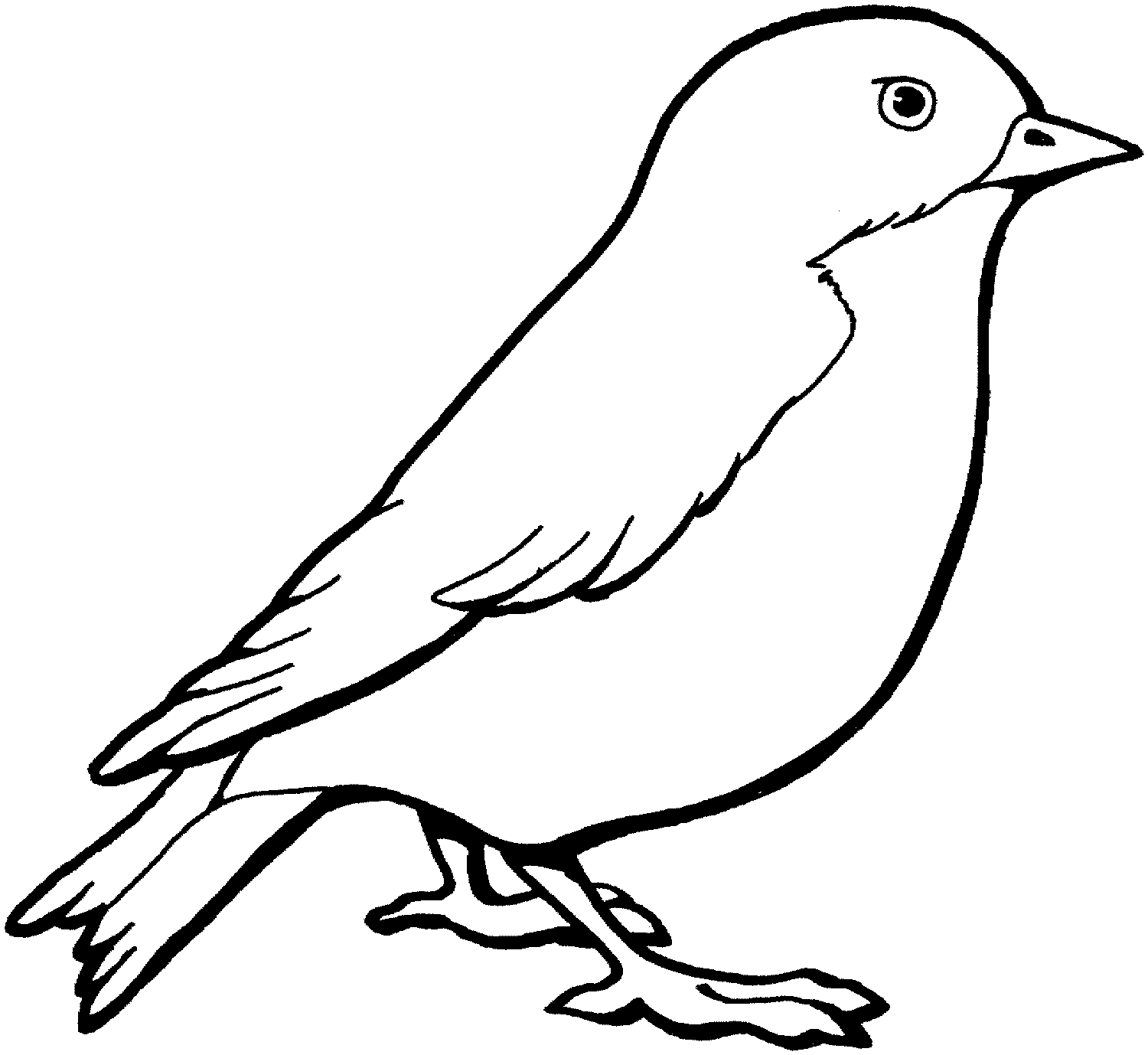 Bird Coloring Pages