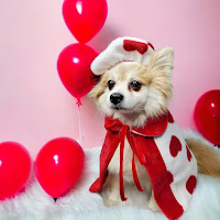 Valentine’s Day Gift Guide for Dogs: including “Long Lasting Dog Chews”
