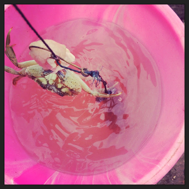 crab eating bacon in bucket