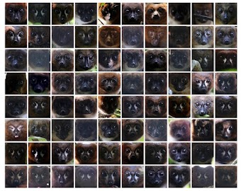 Lemur Faces Are Unique, Facial Recognition Reveals 