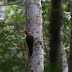 Red-Necked Woodpecker, Campephilus rubricollis
