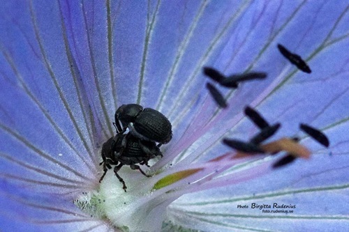 macro_20110621_2love2a