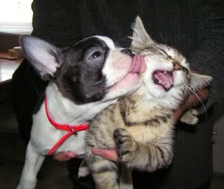 dog kissing cat photo
