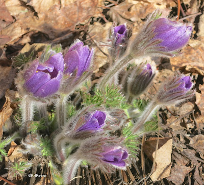 European pasque flower