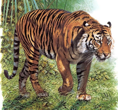 Tigre de Sumatra (Panthera Tigris Sumatrae)
