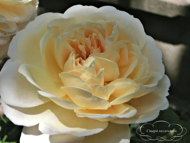Crocus Rose Devid Austin, розы остинки, розы Дэвида Остина, розарии, сочетания роз