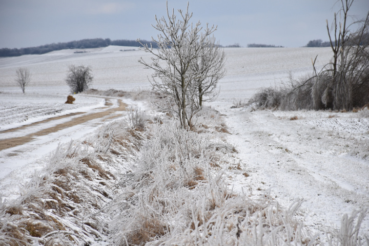 vereister Graben im Weinviertel