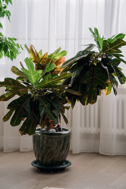 Codiaeum houseplant near window with light tulle curtains. High quality photo