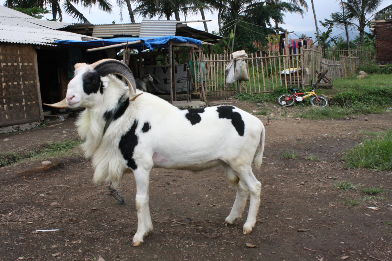 cara ternak kambing