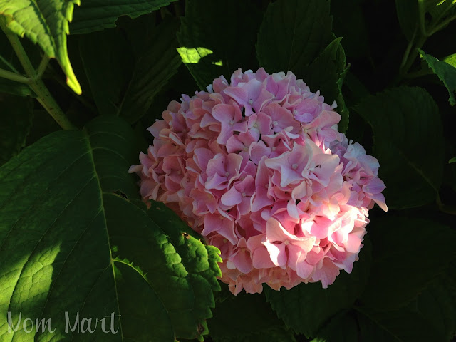 pretty pink hydrangea