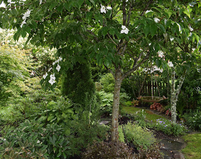 Blomsterkornell Cornus kousa