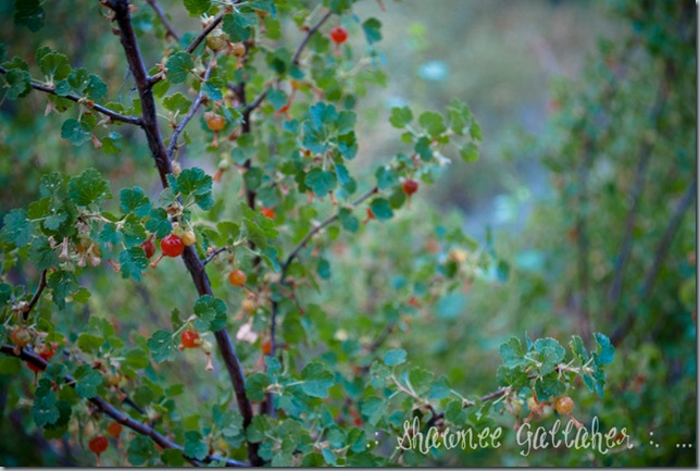 Berry Bush