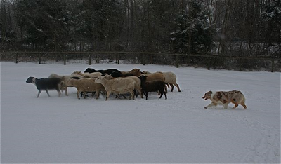 Herding with cães