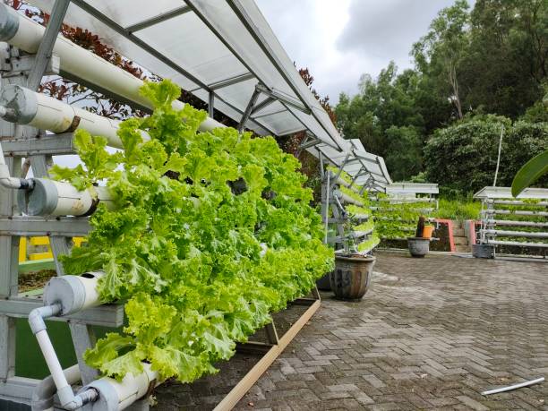 Strategies for Optimizing Aquaponics Farming Profitability