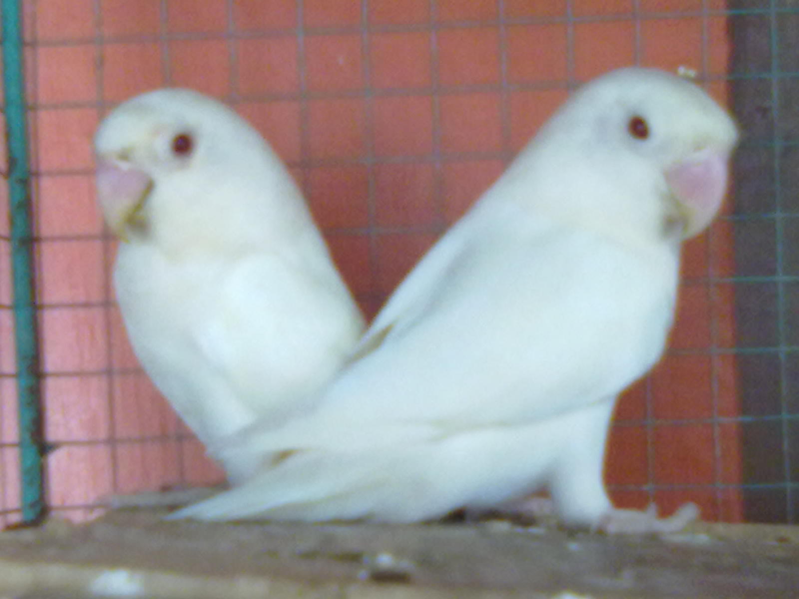 Juragan Love Bird Sepasang Induk Albino Mata merah
