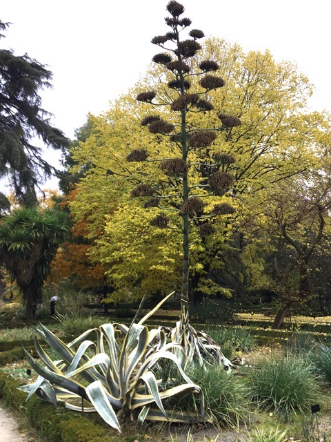 Jardín Botánico Madrid