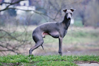 http://www.italiangreyhound.eu/p/moderato-cantabile-du-merle-blanc.html